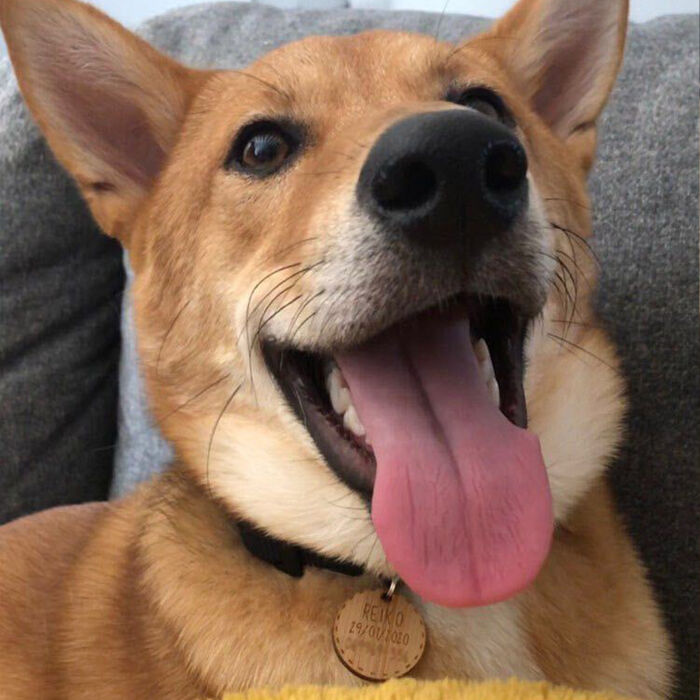 Médaille chien gravée bois ronde 28 mm