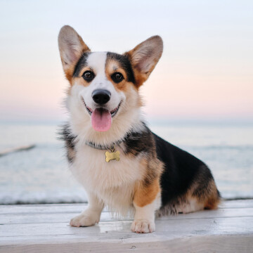 Médaille chien gravée acier doré os 36x25 mm