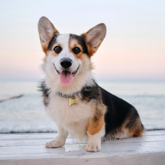 Médaille chien gravée acier doré os 36x25 mm