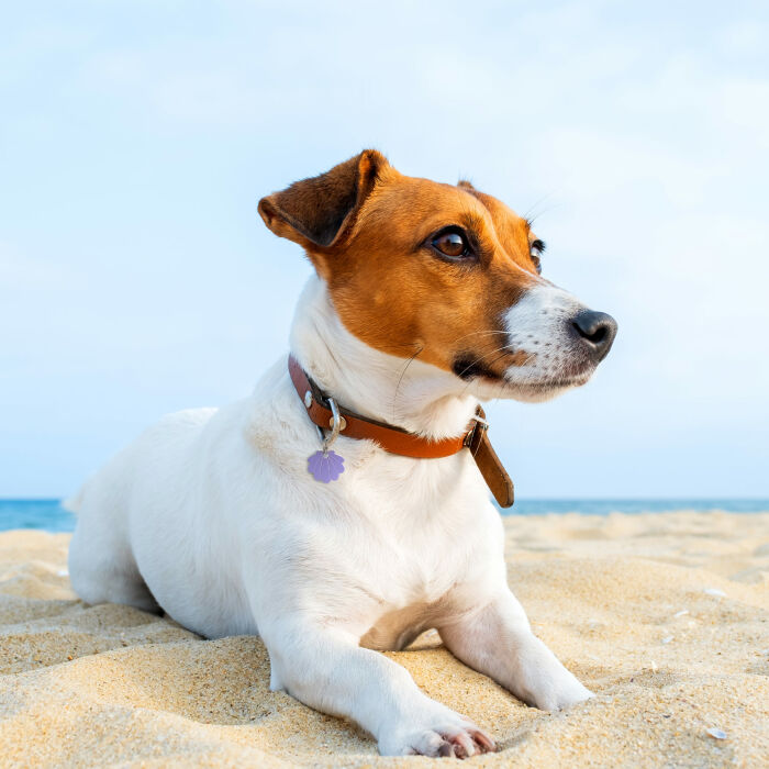 Médaille chien gravée acrylique coloré coquillage 22x24 mm