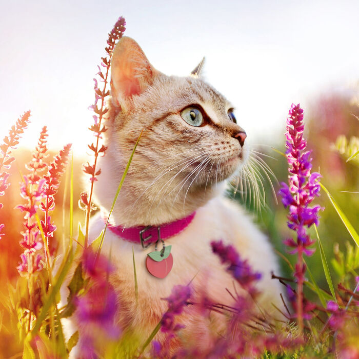 Médaille chat gravée acrylique coloré pêche 29x26 mm