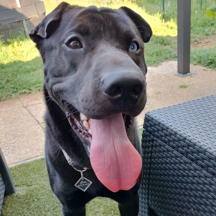 Médaille chien gravée acrylique losange 35x35 mm