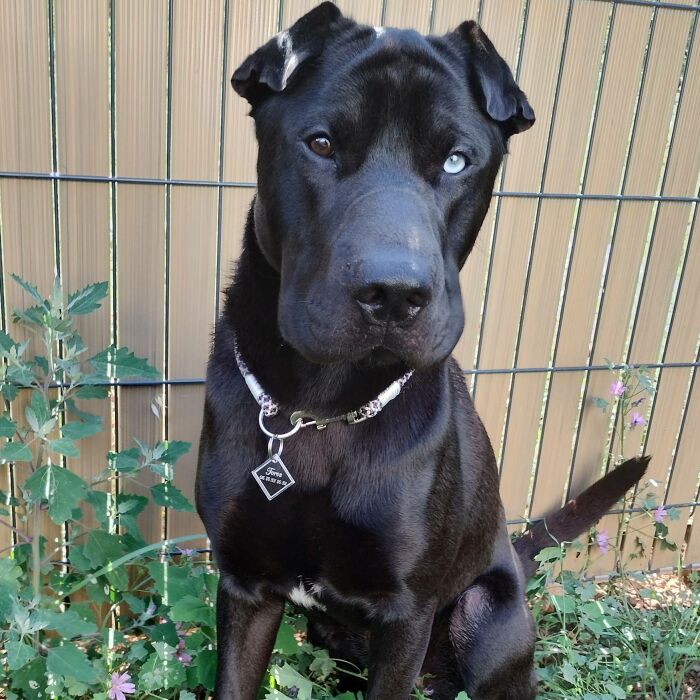 Médaille chien gravée acrylique losange 35x35 mm