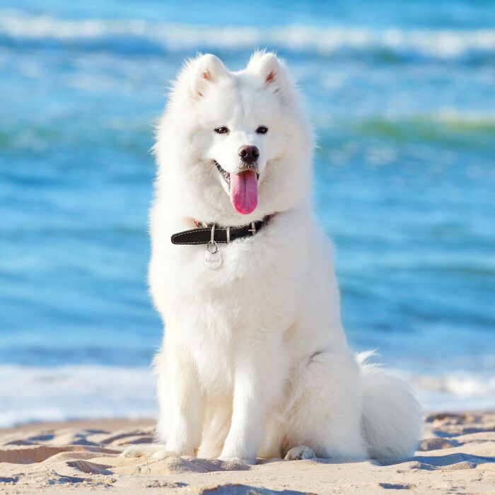 Médaille chien gravée acier inoxydable ours - 29x30 mm