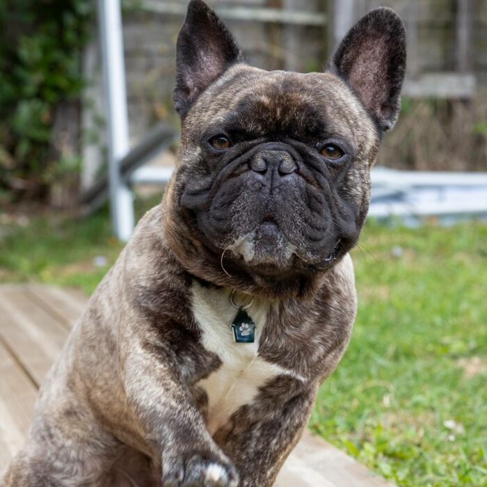 Médaille chien gravée acier inoxydable maison - 29x30 mm