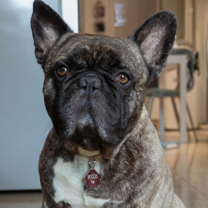 Médaille chien gravée acier inoxydable maison - 29x30 mm