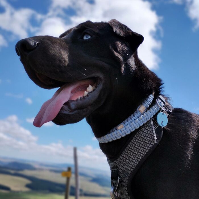 Duo de médaille pour chien gravée ajourée et bracelet acrylique colorée "lune"