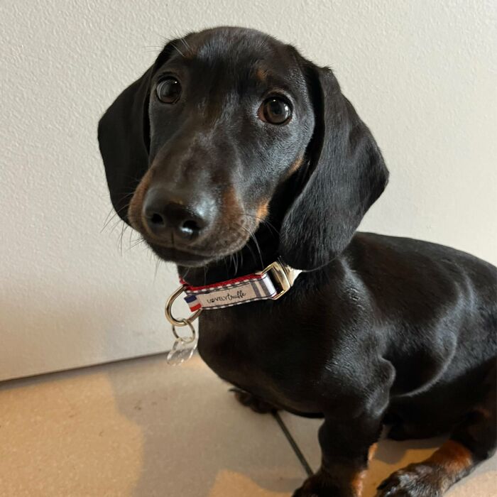 Collier petit chien tissu réglable personnalisé 1,5x29,5cm