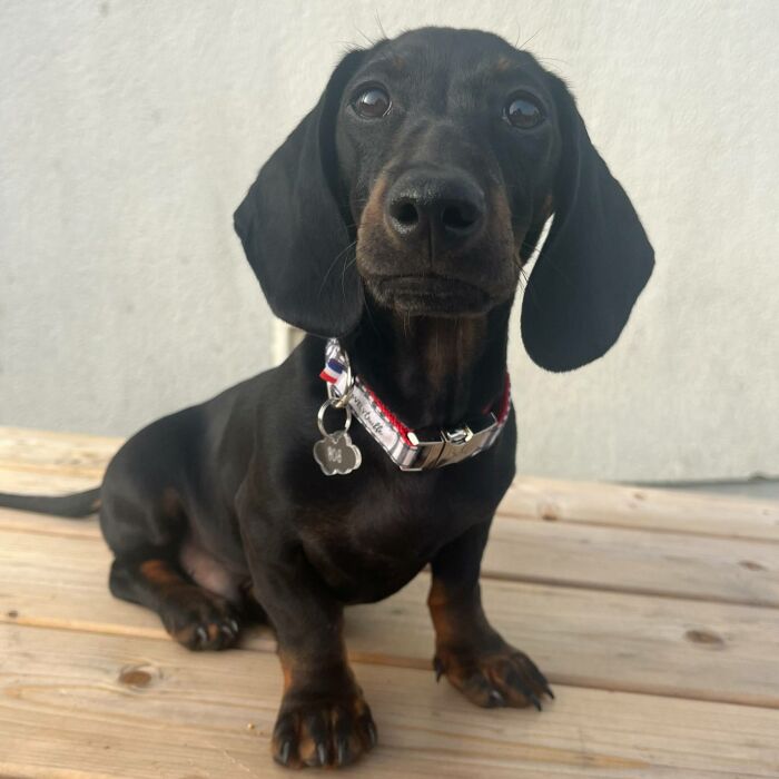 Médaille chien gravée acrylique nuage - Taille S (25x18 mm)