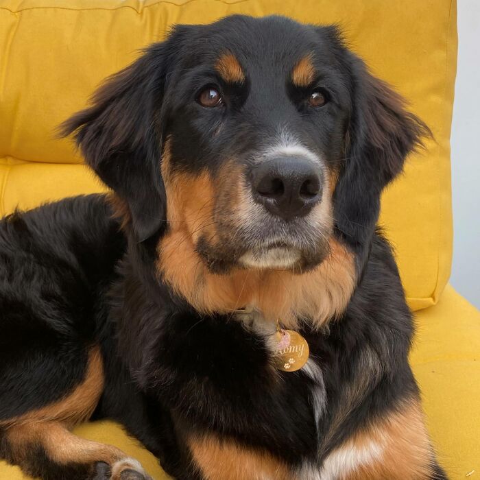 Médaille breloque chien acrylique pastel pailleté lune 16 mm