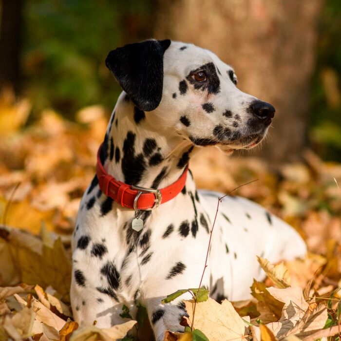 Médaille chien gravée acier inoxydable hexagone - Taille L (27x30 mm)