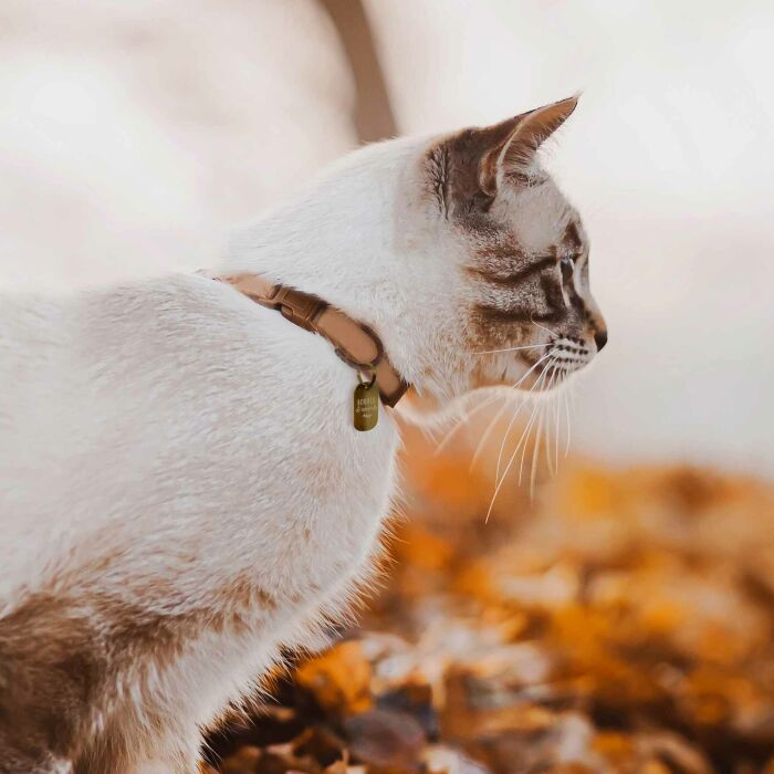 Médaille chat gravée acier inoxydable doré plaque militaire - 16x25 mm