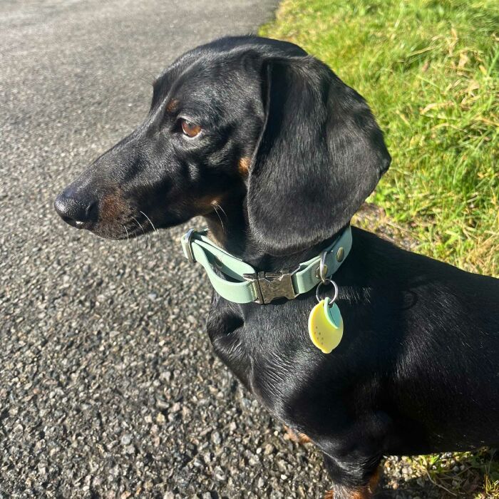 Médaille chien gravée acrylique coloré citron - 23x31 mm