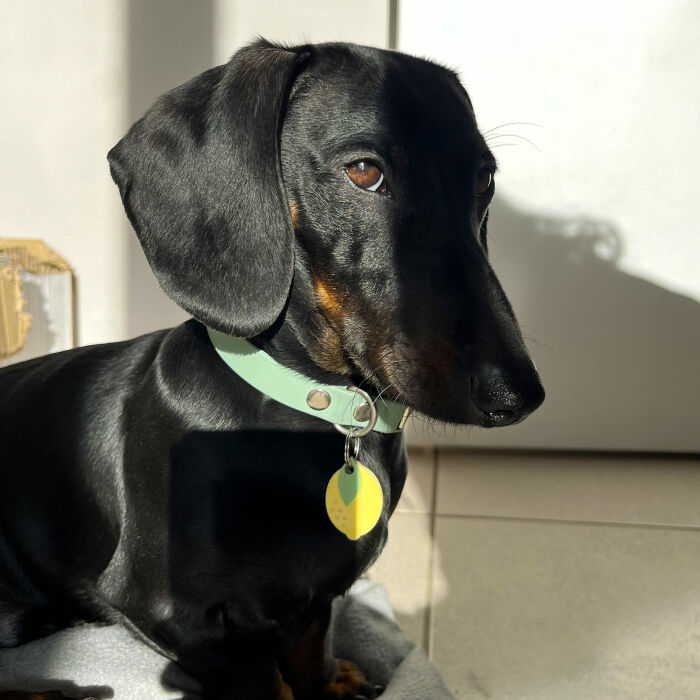 Médaille chien gravée acrylique coloré citron - 23x31 mm